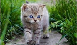 娱乐吃瓜小猫咪微博,揭秘娱乐圈幕后故事